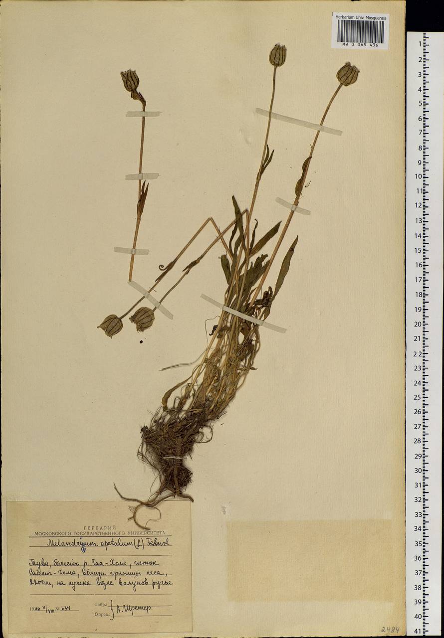 Silene wahlbergella Chowdhuri, Siberia, Altai & Sayany Mountains (S2) (Russia)