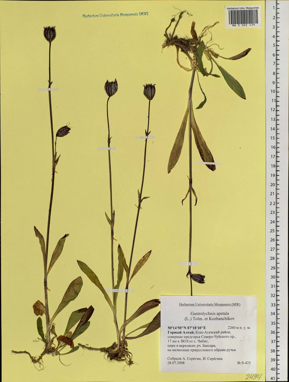 Silene uralensis subsp. apetala (L.) Bocquet, Siberia, Altai & Sayany Mountains (S2) (Russia)