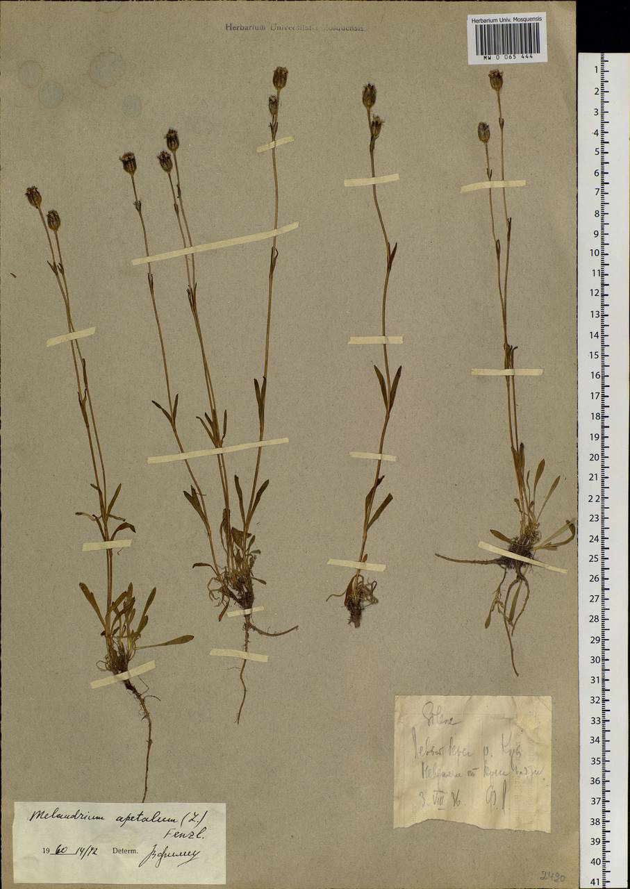 Silene uralensis subsp. apetala (L.) Bocquet, Eastern Europe, Northern region (E1) (Russia)