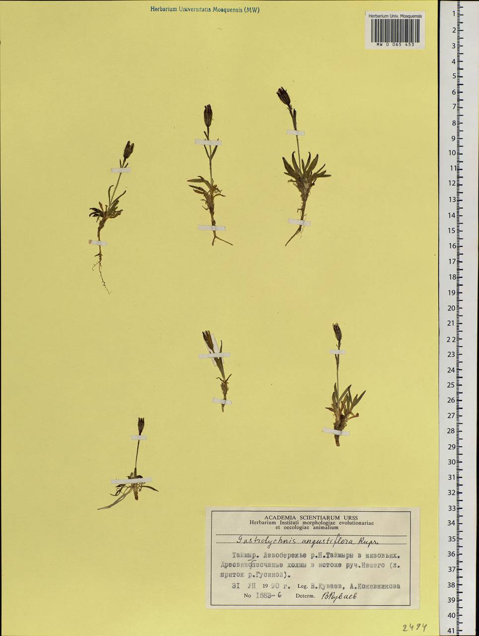 Silene involucrata subsp. involucrata, Siberia, Central Siberia (S3) (Russia)
