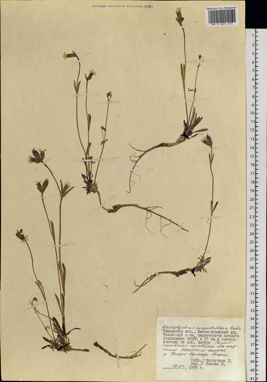 Silene involucrata subsp. involucrata, Siberia, Western Siberia (S1) (Russia)