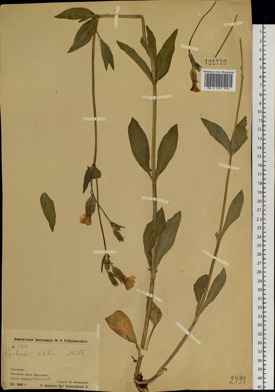 Silene latifolia subsp. alba (Miller) Greuter & Burdet, Siberia, Chukotka & Kamchatka (S7) (Russia)
