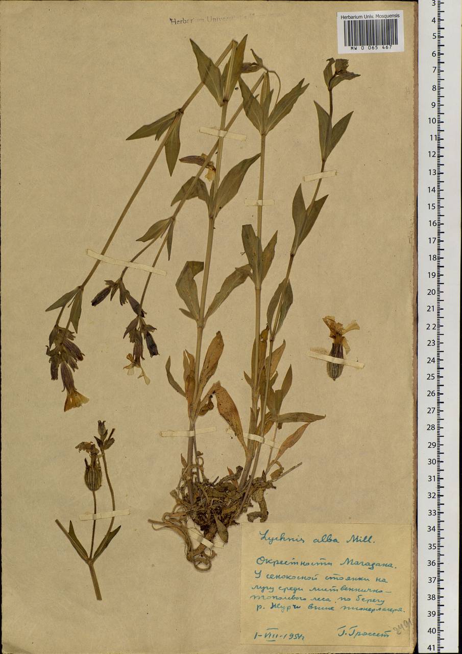 Silene latifolia subsp. alba (Miller) Greuter & Burdet, Siberia, Chukotka & Kamchatka (S7) (Russia)