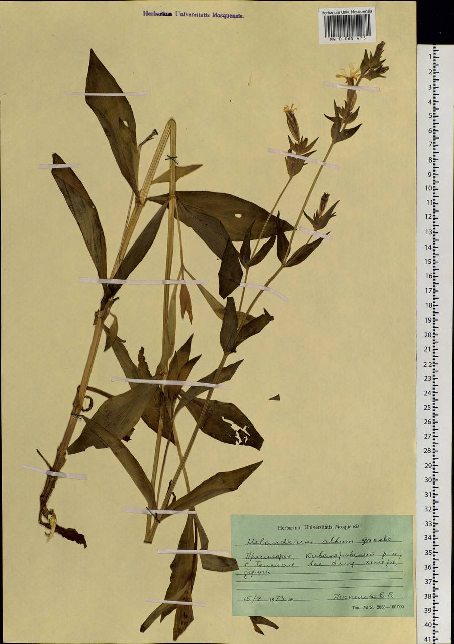 Silene latifolia subsp. alba (Miller) Greuter & Burdet, Siberia, Russian Far East (S6) (Russia)