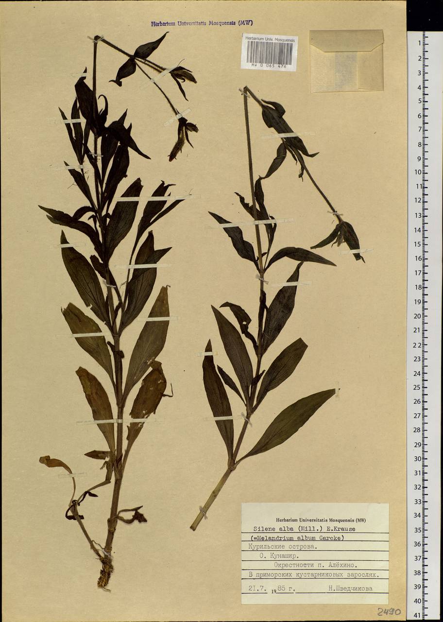 Silene latifolia subsp. alba (Miller) Greuter & Burdet, Siberia, Russian Far East (S6) (Russia)