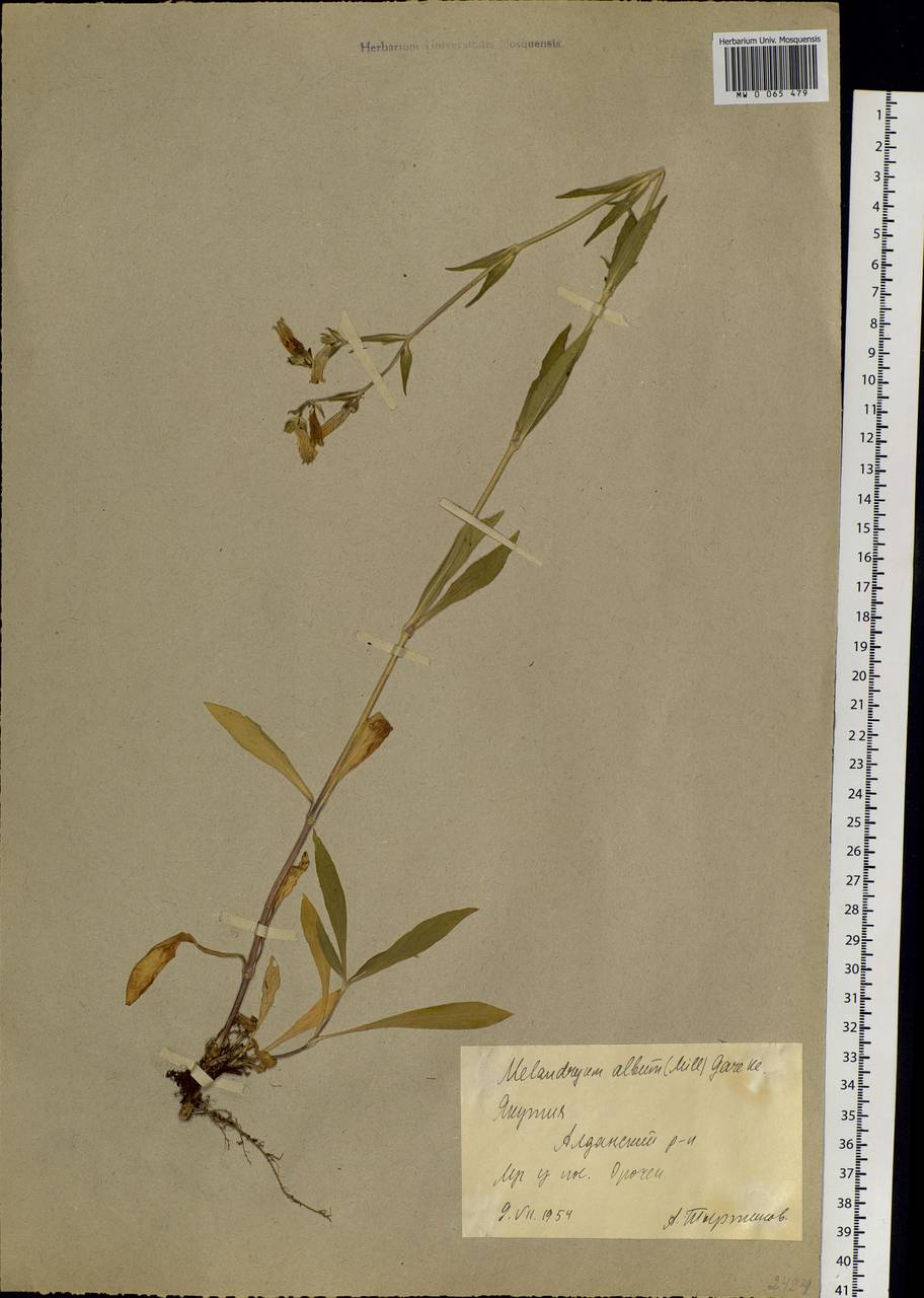 Silene latifolia subsp. alba (Miller) Greuter & Burdet, Siberia, Yakutia (S5) (Russia)