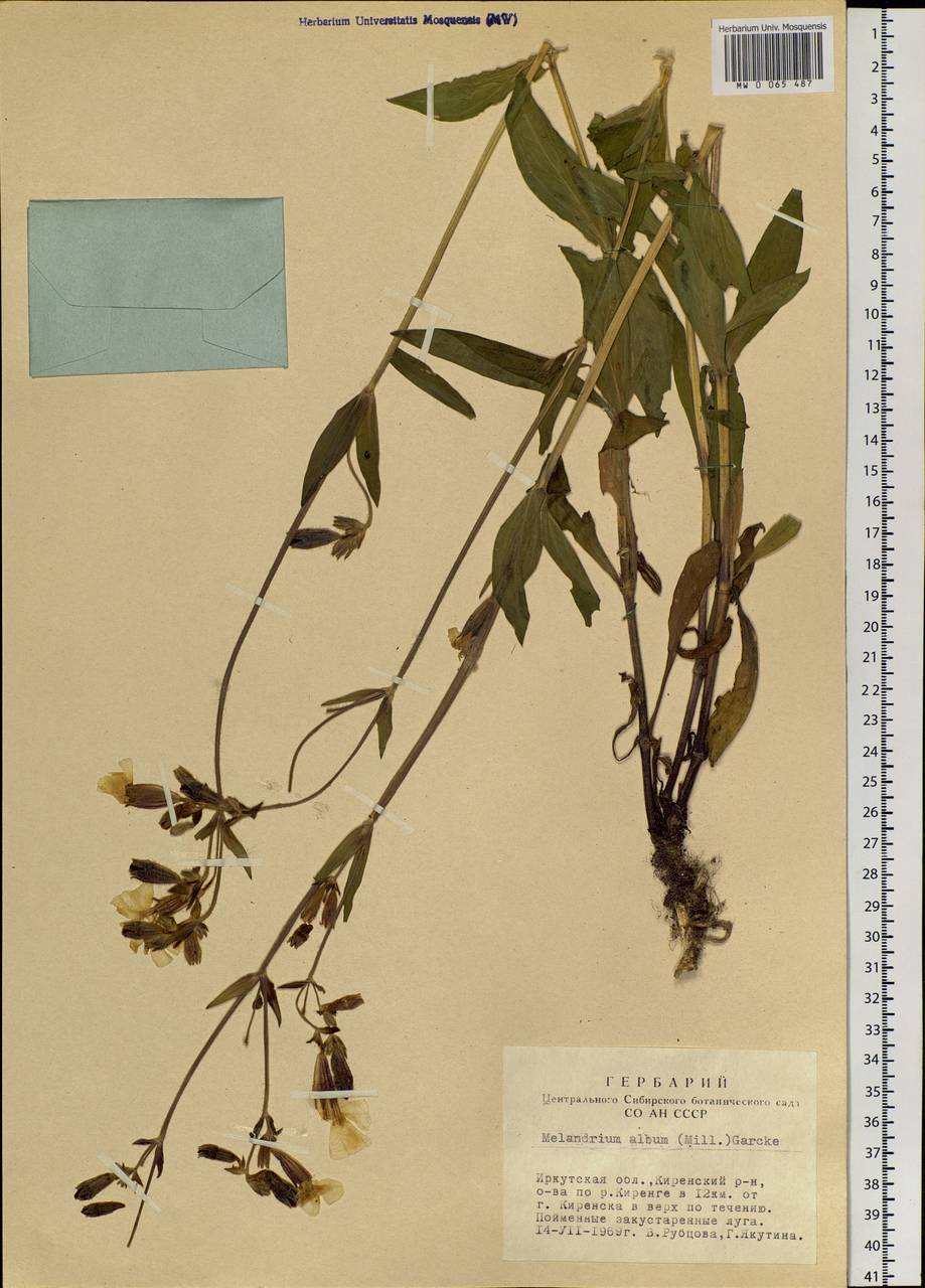 Silene latifolia subsp. alba (Miller) Greuter & Burdet, Siberia, Baikal & Transbaikal region (S4) (Russia)