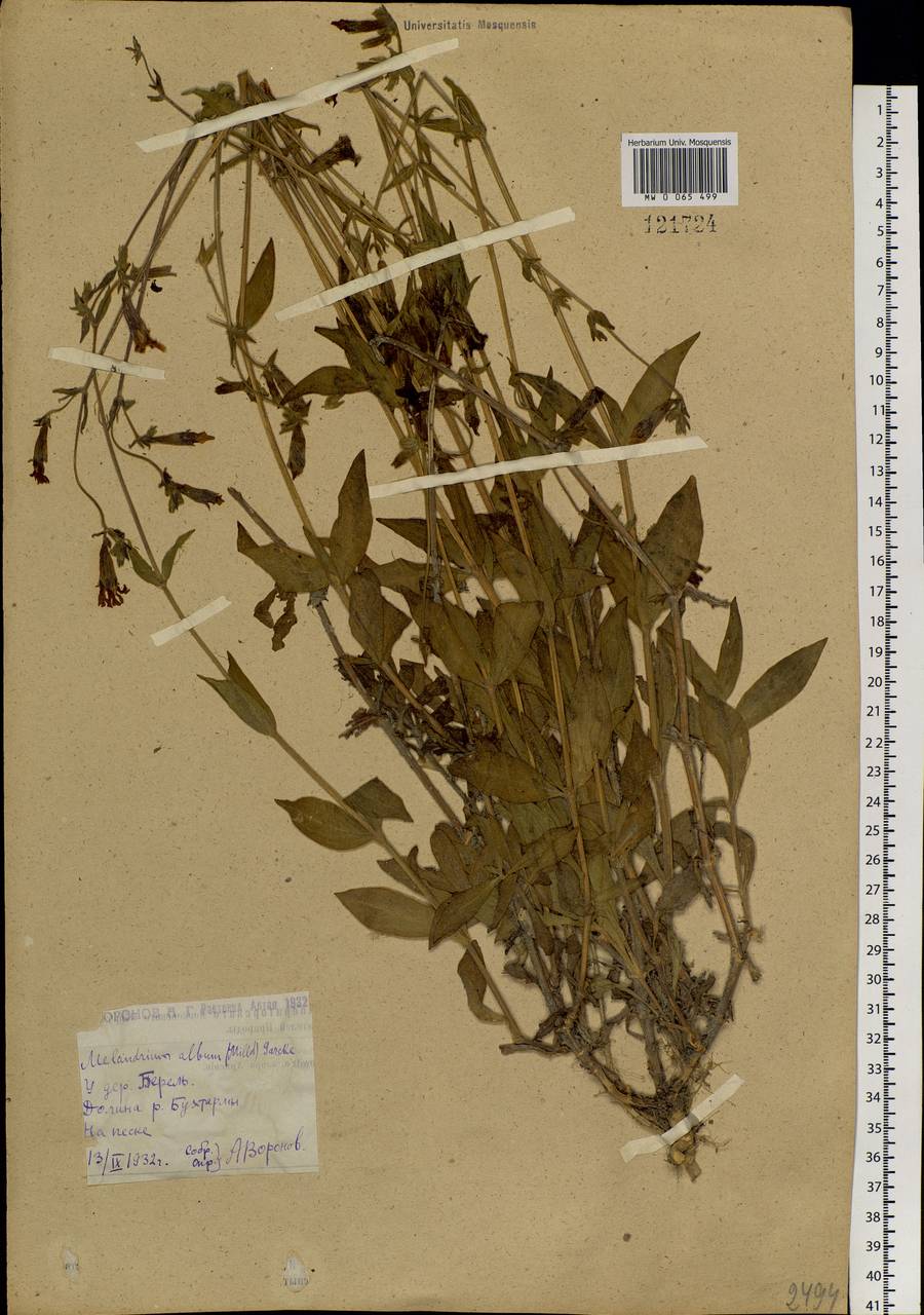 Silene latifolia subsp. alba (Miller) Greuter & Burdet, Siberia, Western (Kazakhstan) Altai Mountains (S2a) (Kazakhstan)