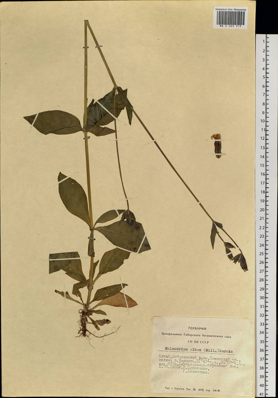 Silene latifolia subsp. alba (Miller) Greuter & Burdet, Siberia, Altai & Sayany Mountains (S2) (Russia)