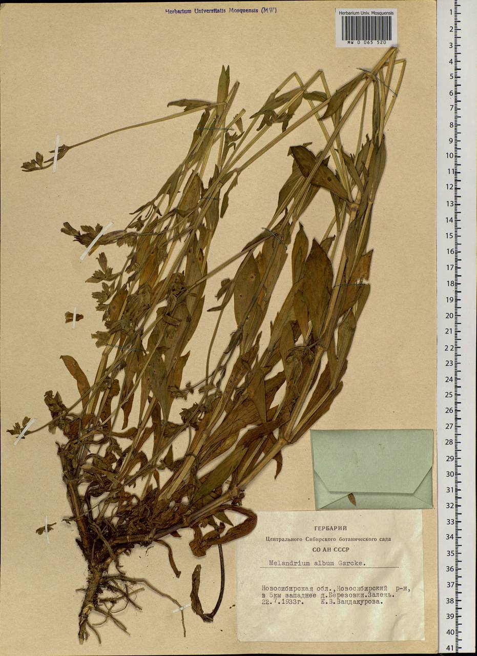 Silene latifolia subsp. alba (Miller) Greuter & Burdet, Siberia, Western Siberia (S1) (Russia)