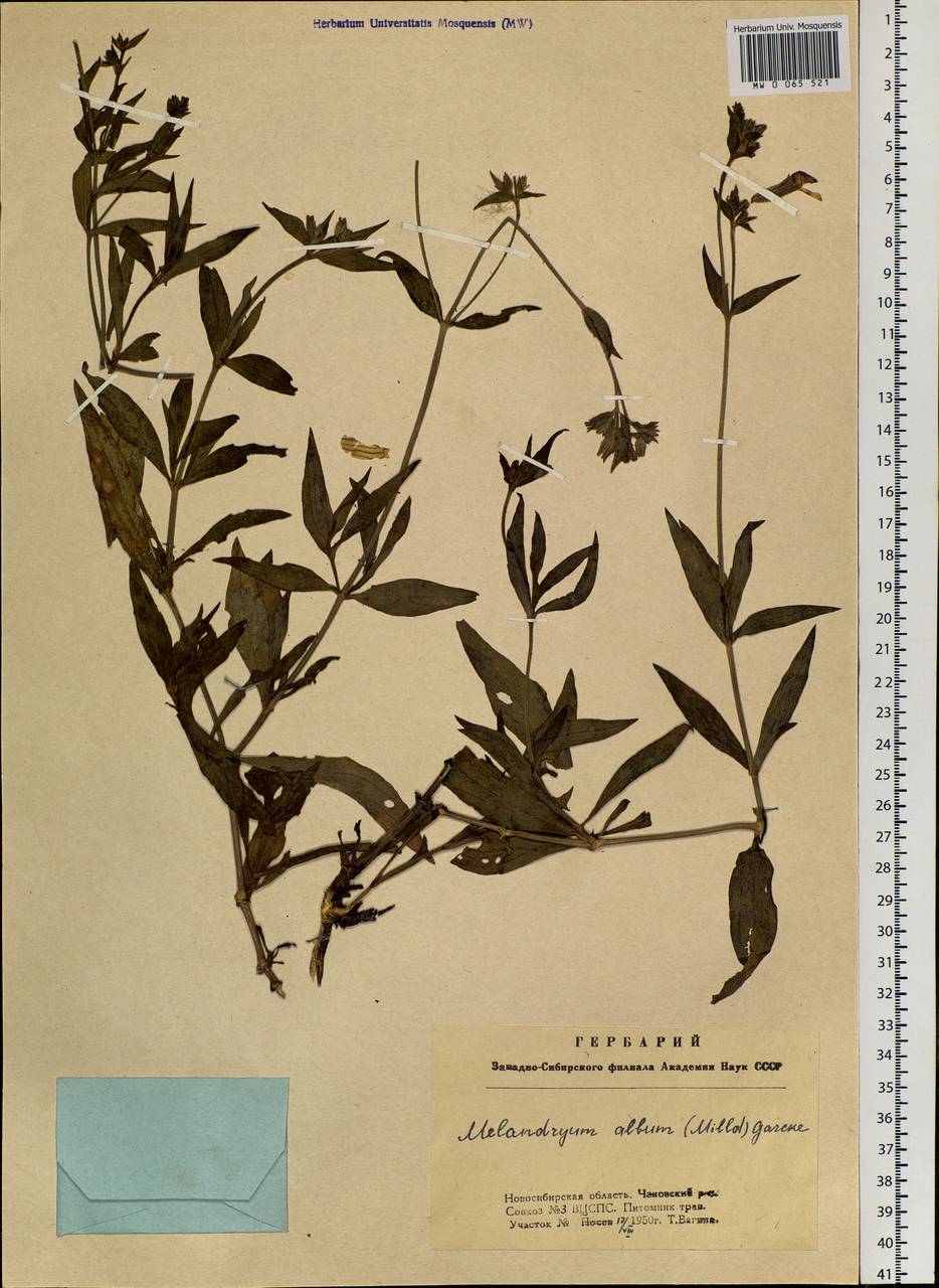 Silene latifolia subsp. alba (Miller) Greuter & Burdet, Siberia, Western Siberia (S1) (Russia)