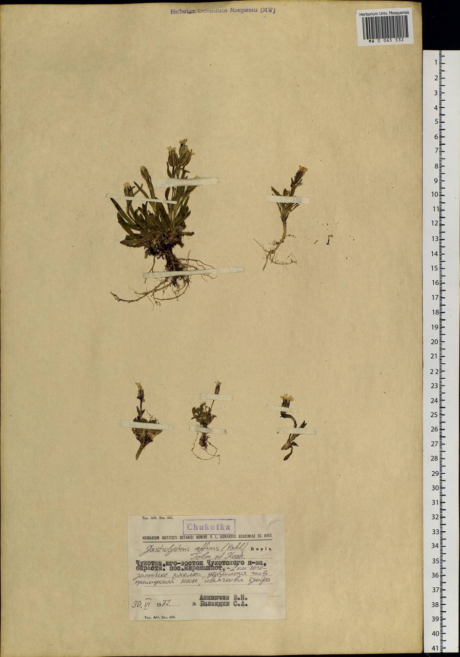 Silene involucrata subsp. involucrata, Siberia, Chukotka & Kamchatka (S7) (Russia)