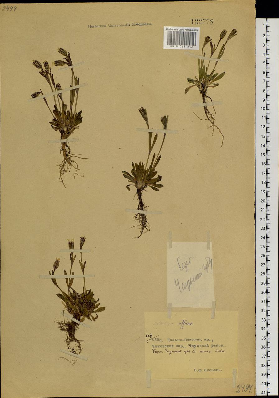 Silene involucrata subsp. involucrata, Siberia, Chukotka & Kamchatka (S7) (Russia)