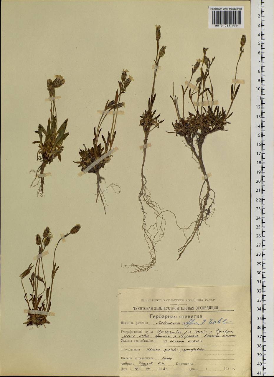 Silene involucrata subsp. involucrata, Siberia, Chukotka & Kamchatka (S7) (Russia)