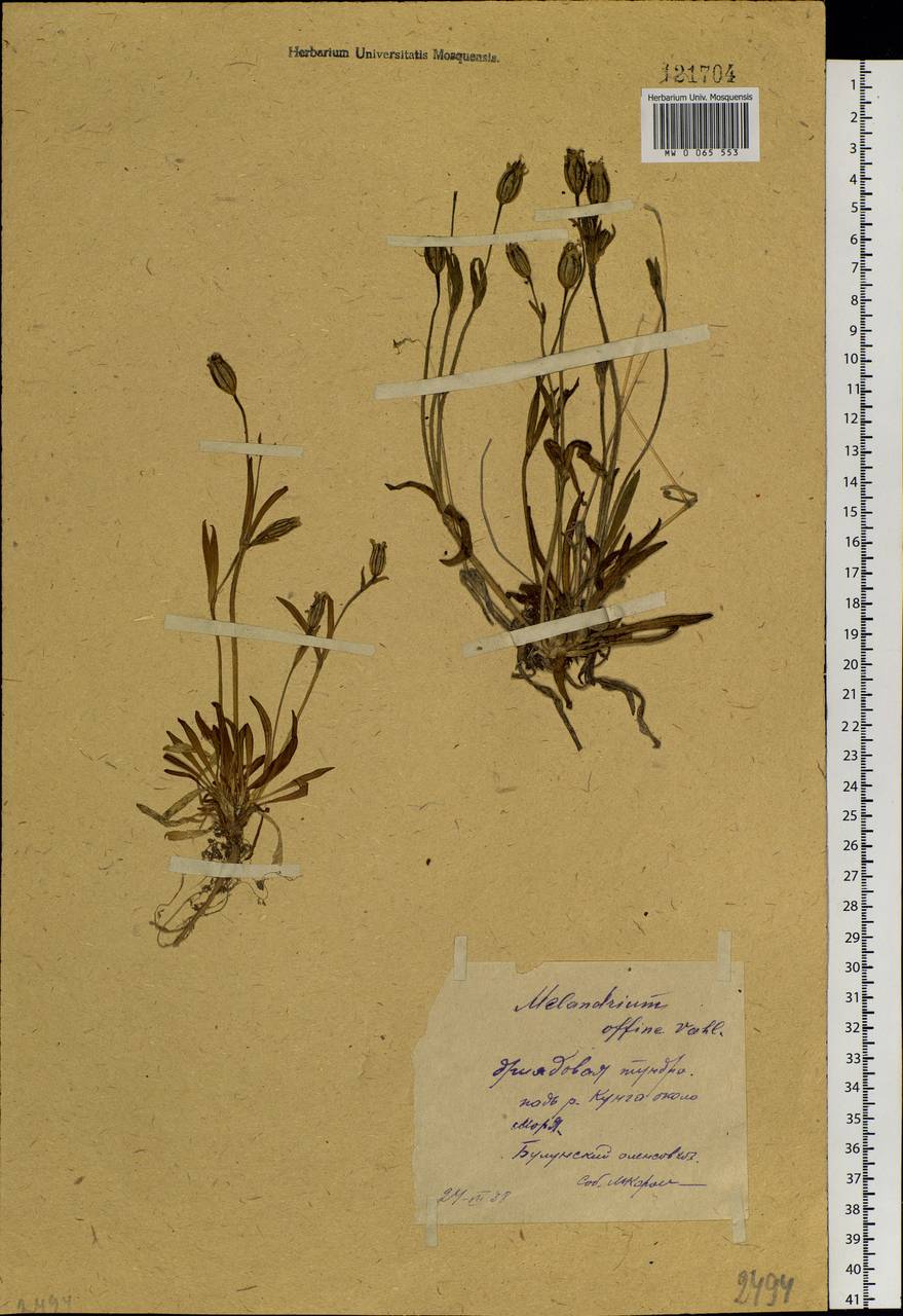Silene involucrata subsp. involucrata, Siberia, Yakutia (S5) (Russia)