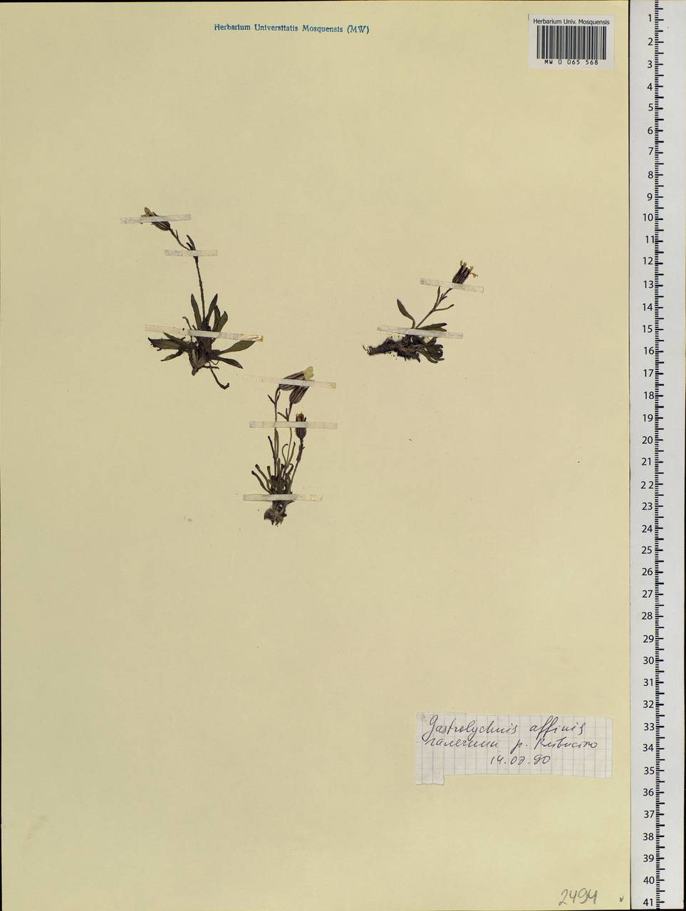 Silene involucrata subsp. involucrata, Siberia, Central Siberia (S3) (Russia)