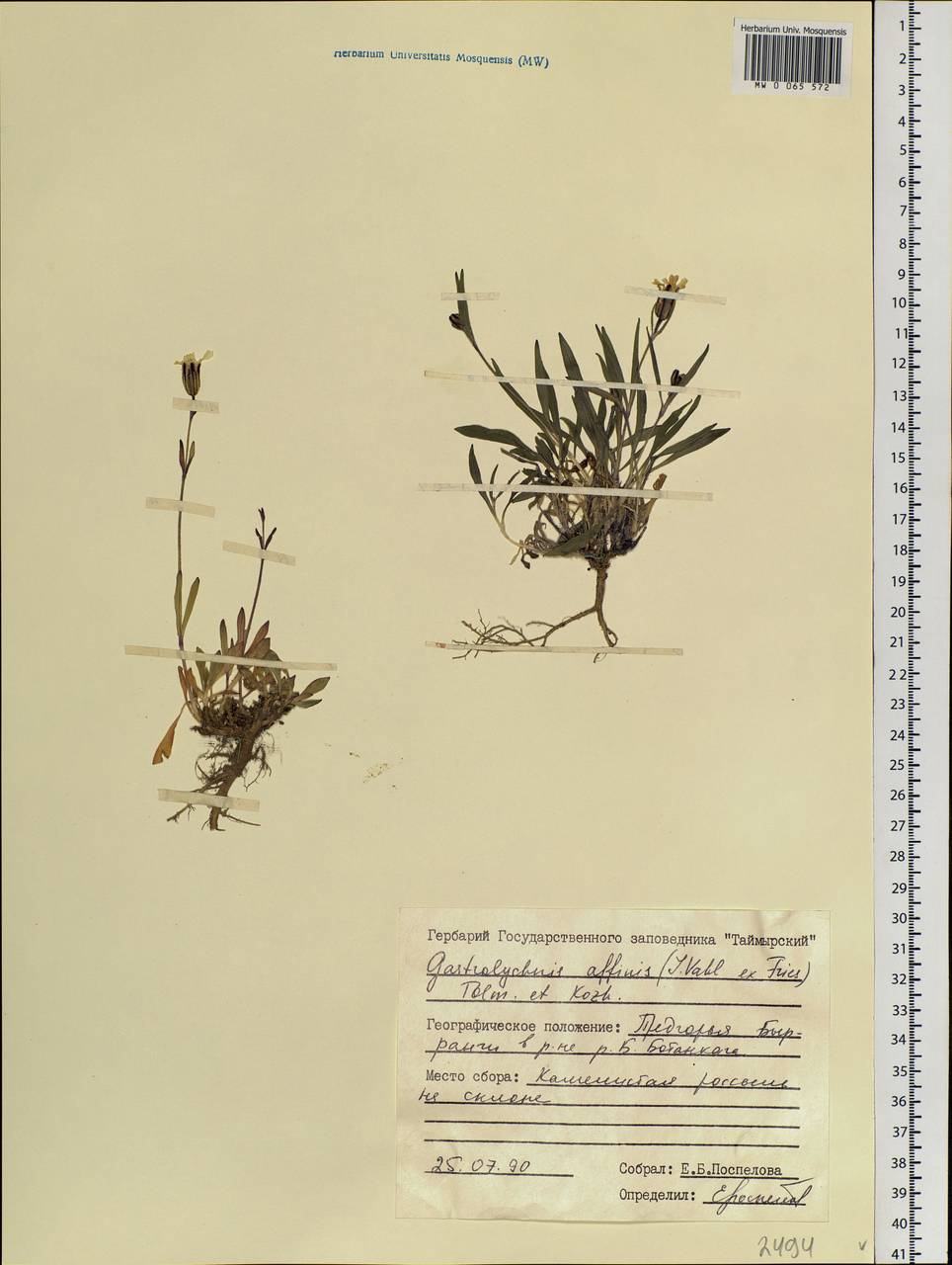 Silene involucrata subsp. involucrata, Siberia, Central Siberia (S3) (Russia)