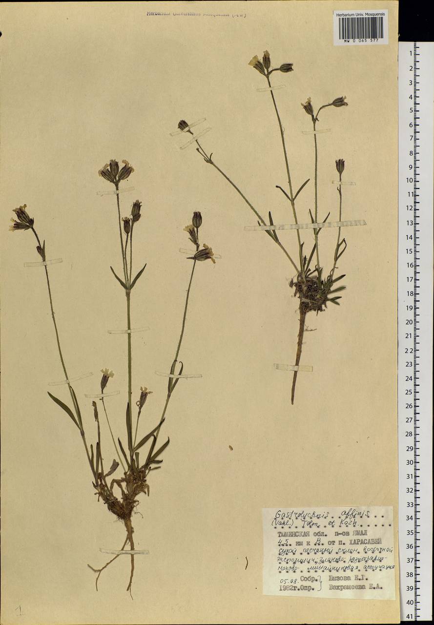 Silene involucrata subsp. involucrata, Siberia, Western Siberia (S1) (Russia)