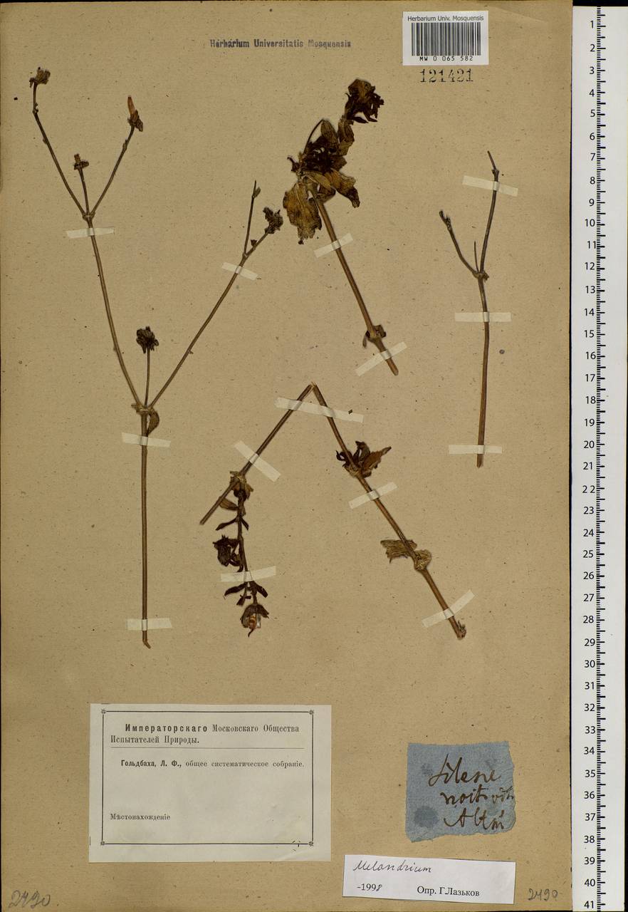 Silene, Siberia, Altai & Sayany Mountains (S2) (Russia)