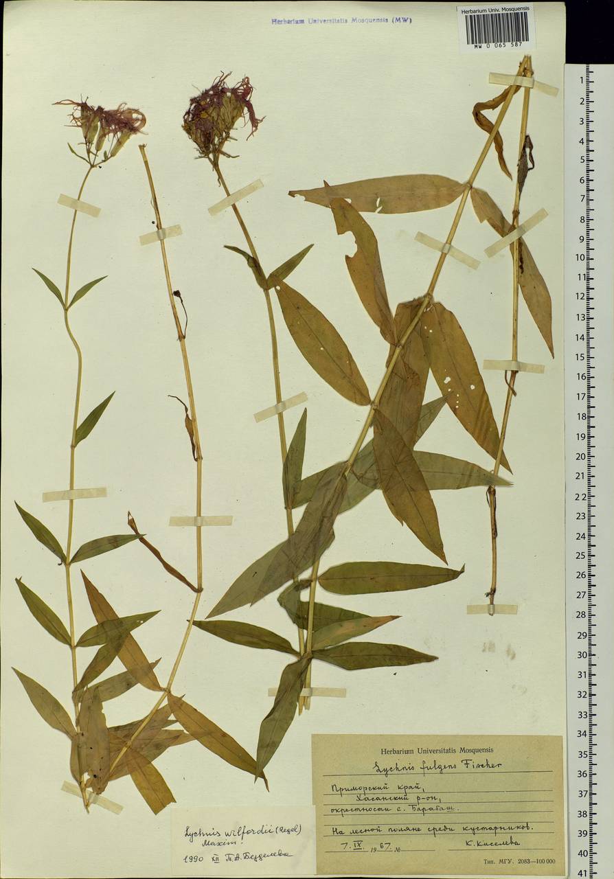 Silene wilfordii (Regel) H. Ohashi & H. Nakai, Siberia, Russian Far East (S6) (Russia)