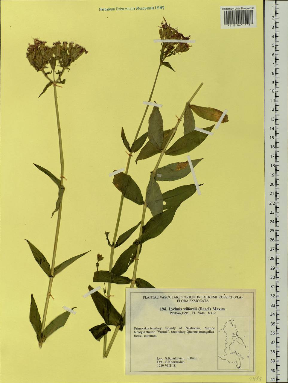 Silene wilfordii (Regel) H. Ohashi & H. Nakai, Siberia, Russian Far East (S6) (Russia)