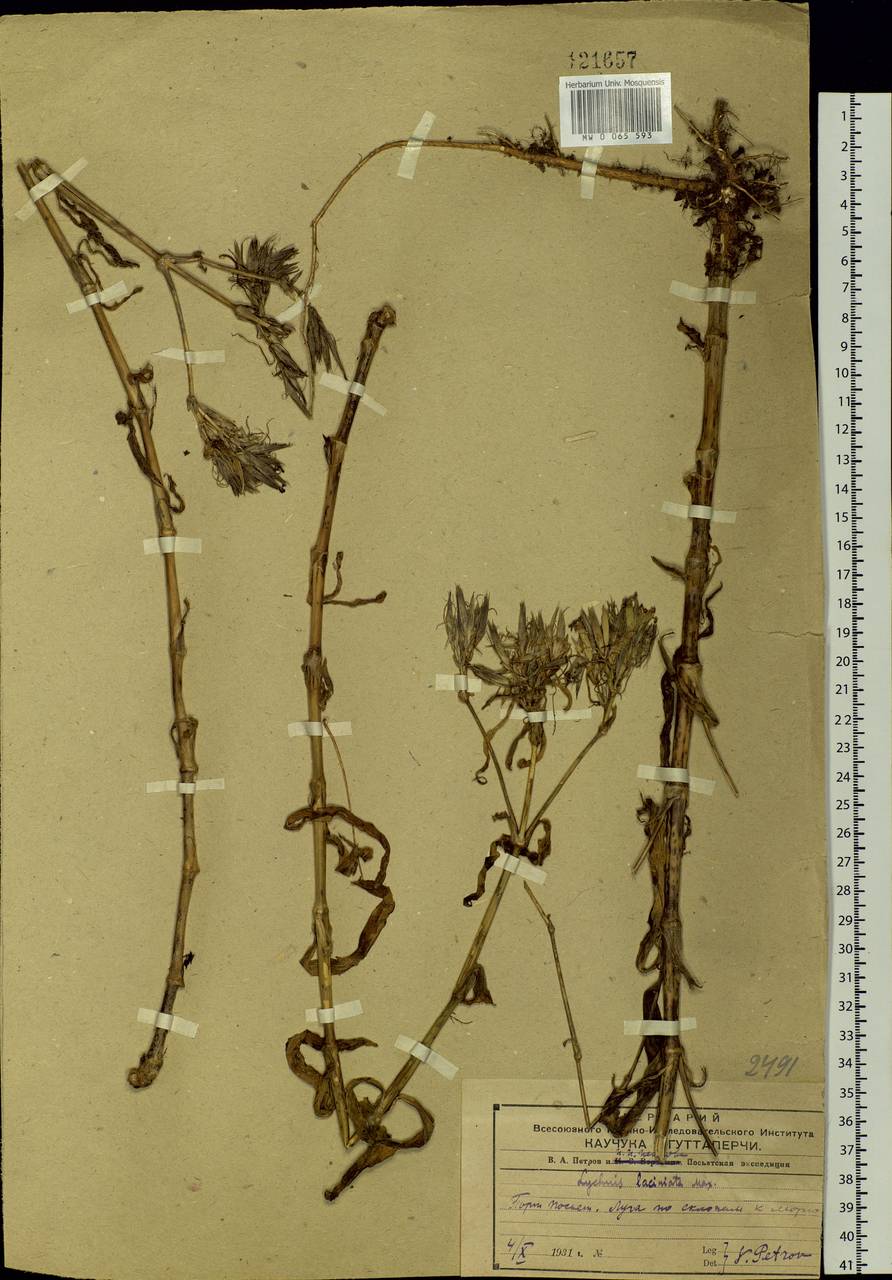 Silene wilfordii (Regel) H. Ohashi & H. Nakai, Siberia, Russian Far East (S6) (Russia)