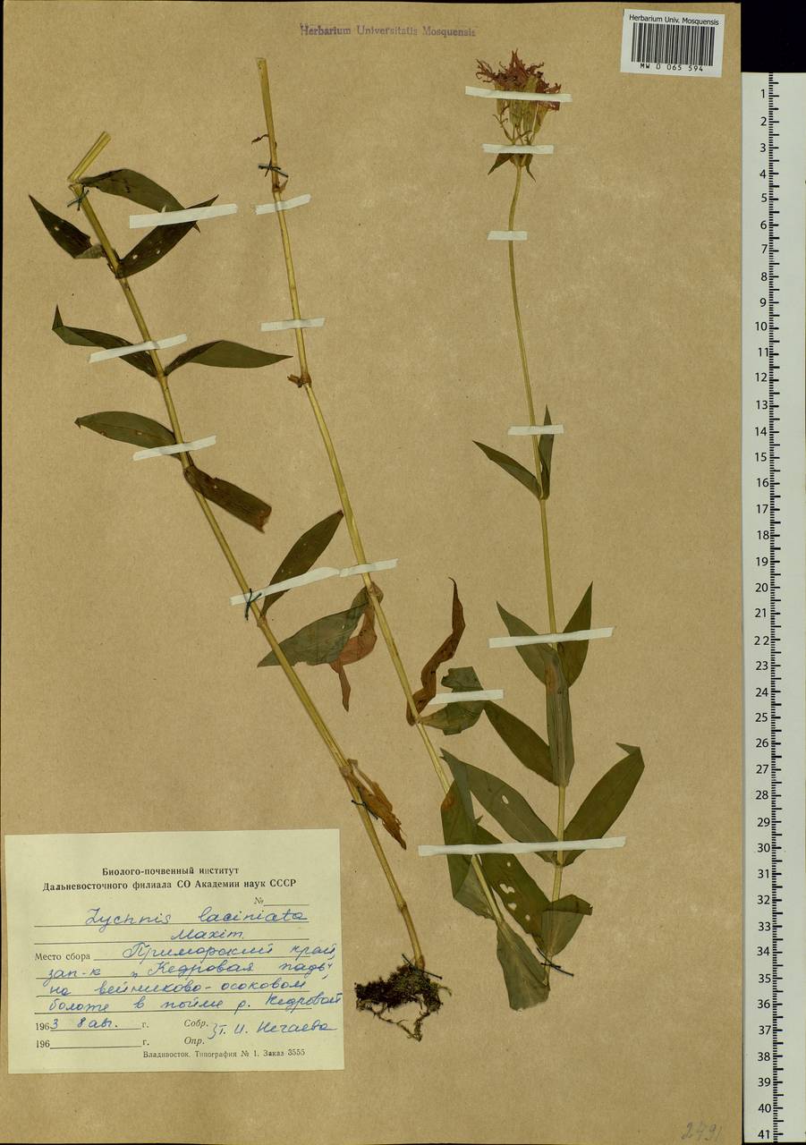 Silene wilfordii (Regel) H. Ohashi & H. Nakai, Siberia, Russian Far East (S6) (Russia)