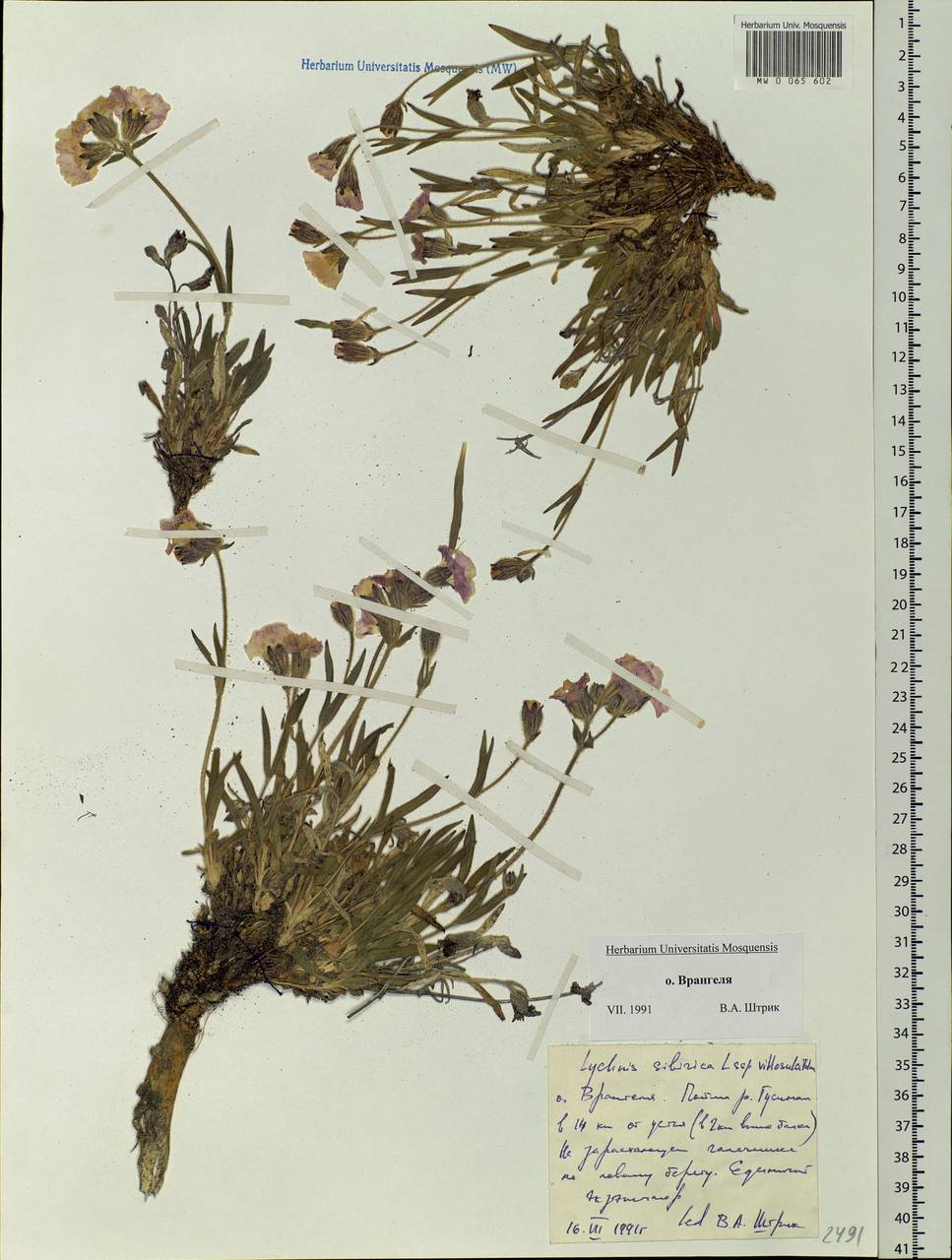 Silene villosula (Trautv.) V. V. Petrovsky & Elven, Siberia, Chukotka & Kamchatka (S7) (Russia)