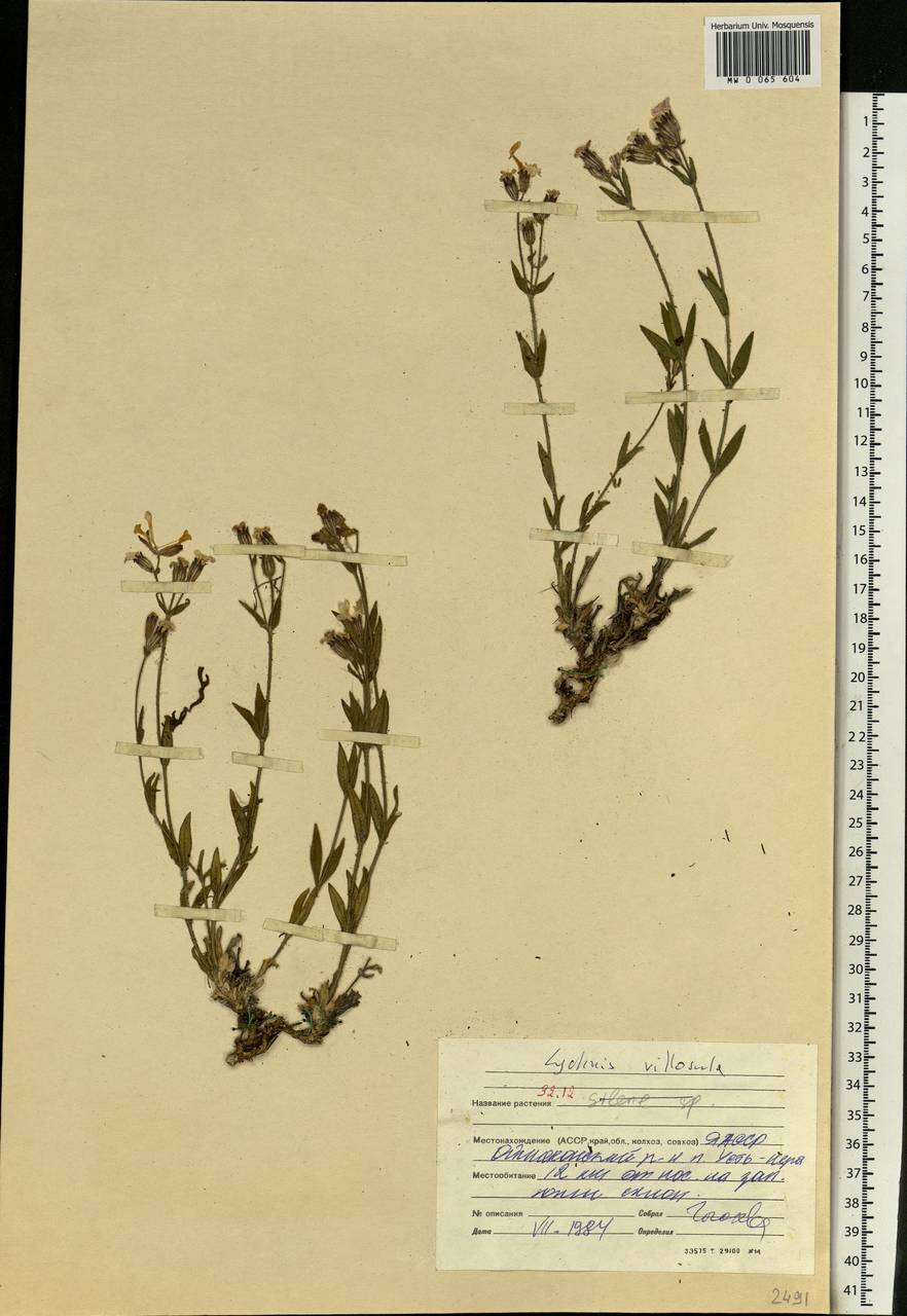 Silene villosula (Trautv.) V. V. Petrovsky & Elven, Siberia, Yakutia (S5) (Russia)