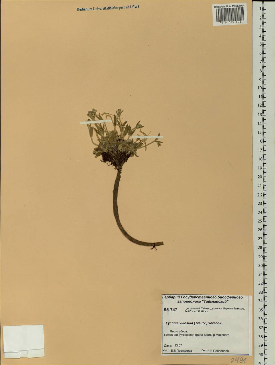 Silene villosula (Trautv.) V. V. Petrovsky & Elven, Siberia, Central Siberia (S3) (Russia)