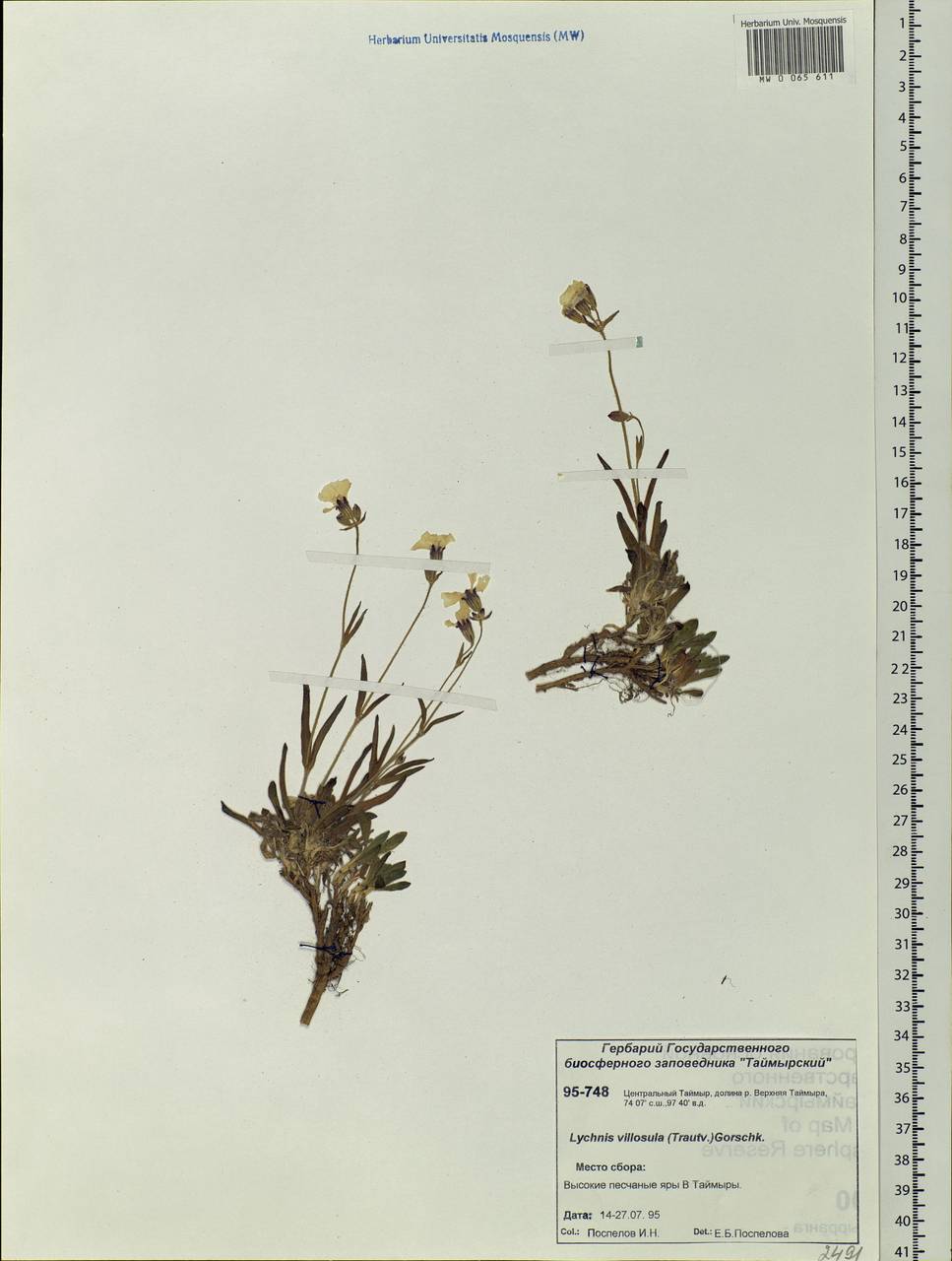 Silene villosula (Trautv.) V. V. Petrovsky & Elven, Siberia, Central Siberia (S3) (Russia)