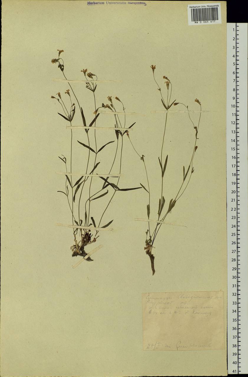 Silene orientalimongolica Kozhevn., Siberia, Russian Far East (S6) (Russia)