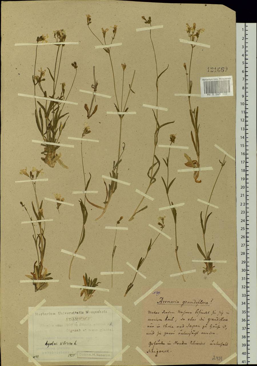 Silene orientalimongolica Kozhevn., Siberia, Yakutia (S5) (Russia)