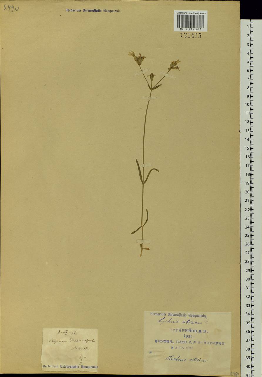 Silene linnaeana V.N. Voroschilov, Siberia, Yakutia (S5) (Russia)