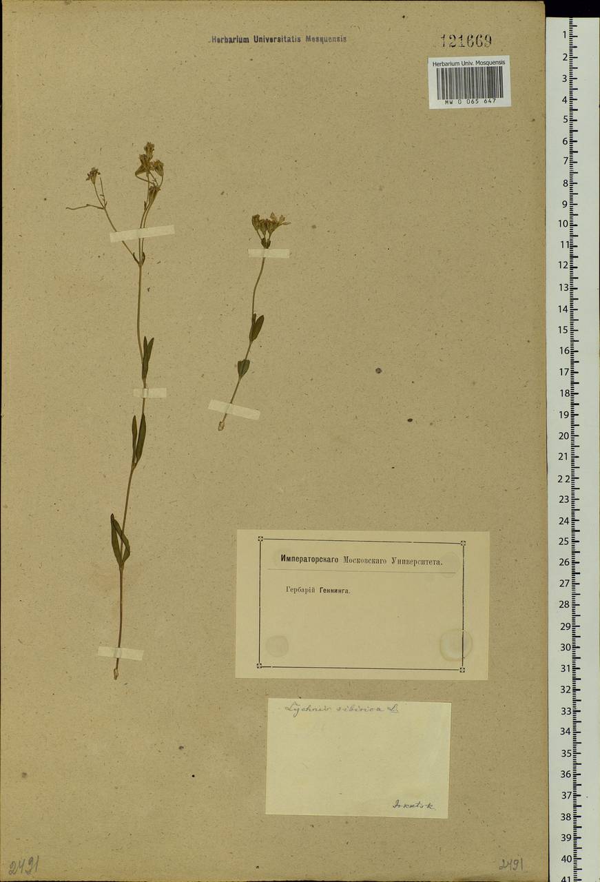 Silene orientalimongolica Kozhevn., Siberia, Baikal & Transbaikal region (S4) (Russia)