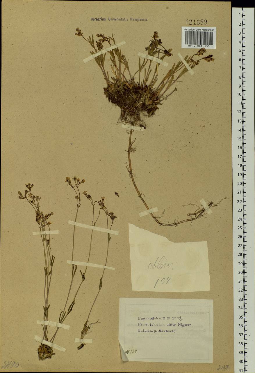 Silene orientalimongolica Kozhevn., Siberia, Baikal & Transbaikal region (S4) (Russia)