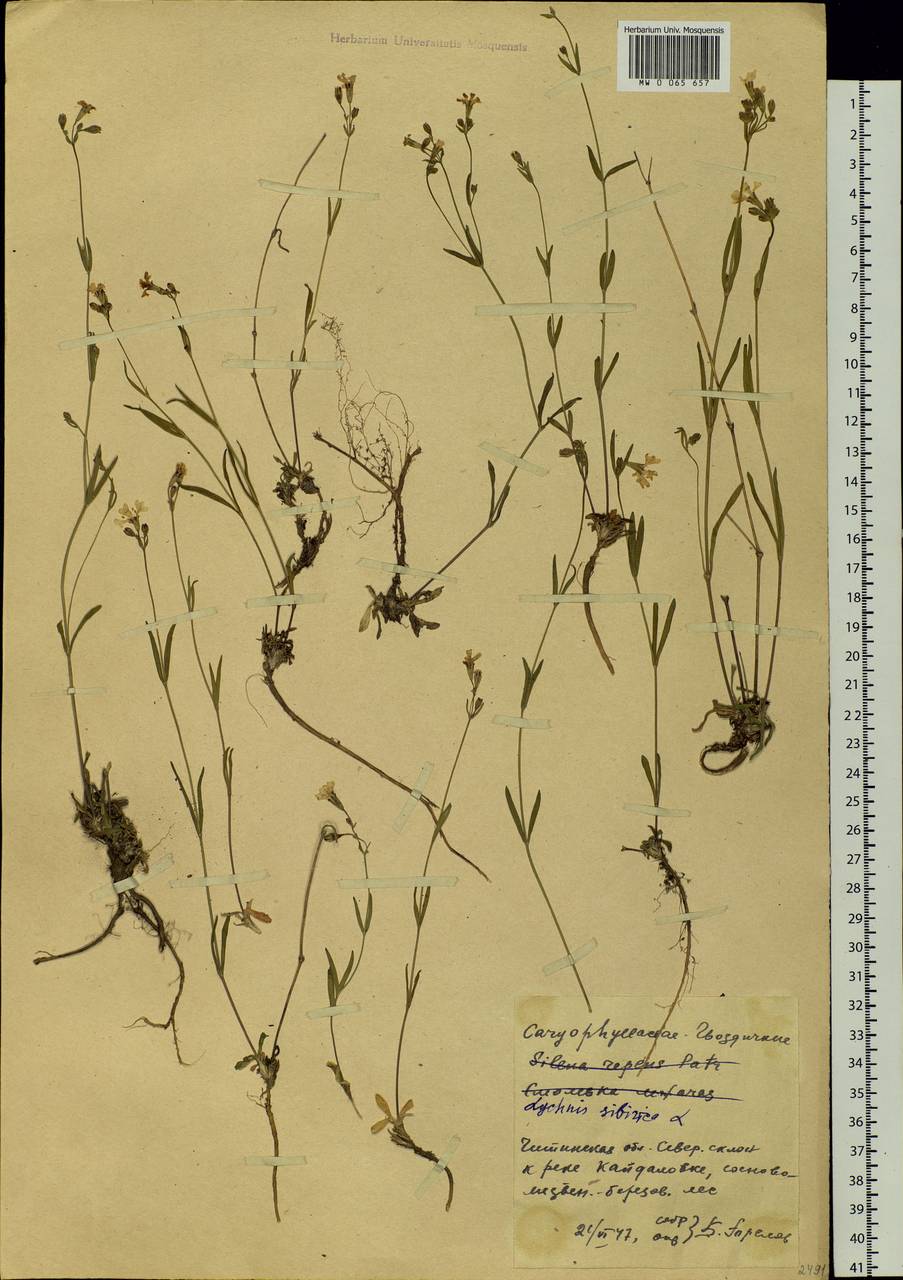 Silene orientalimongolica Kozhevn., Siberia, Baikal & Transbaikal region (S4) (Russia)