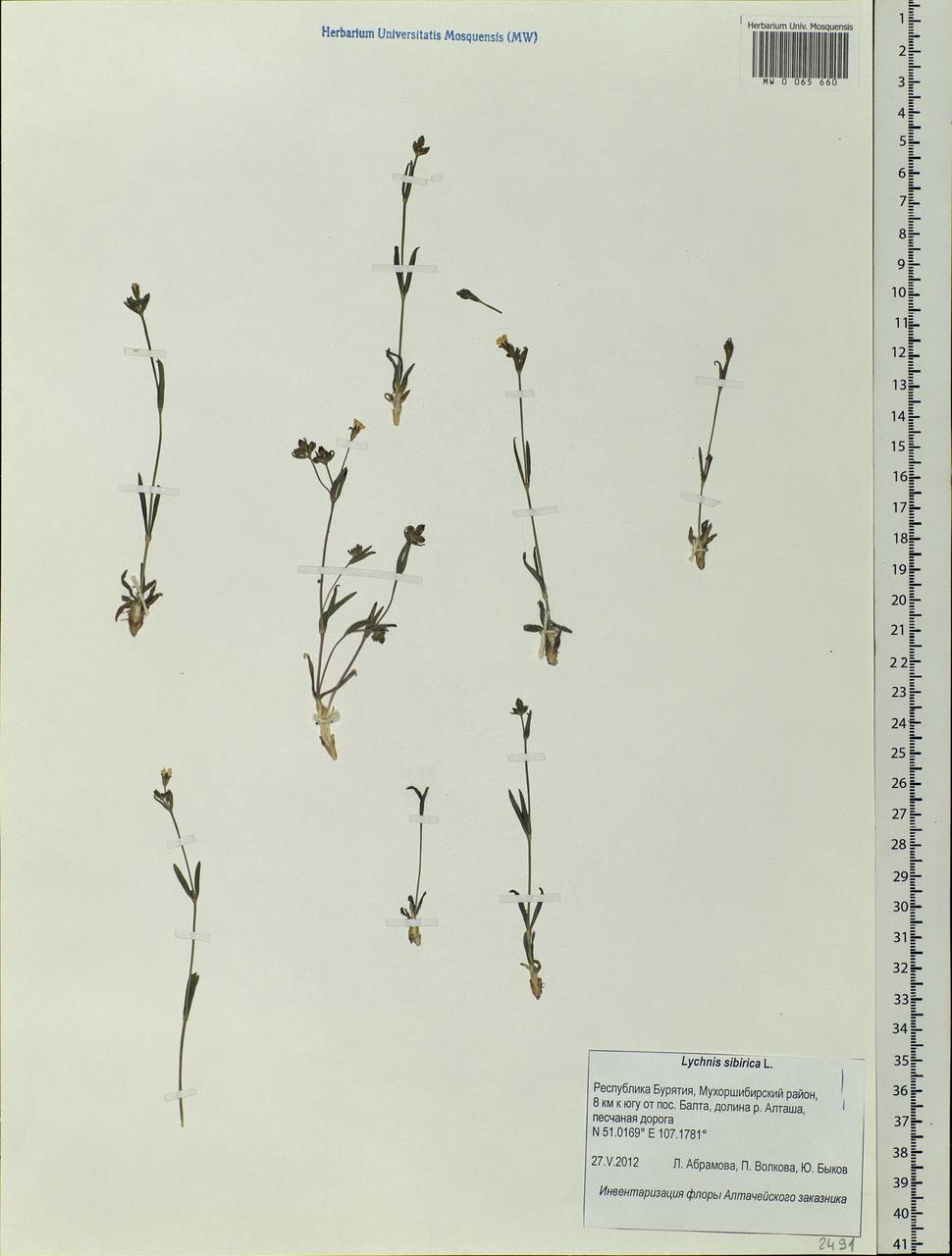 Silene orientalimongolica Kozhevn., Siberia, Baikal & Transbaikal region (S4) (Russia)