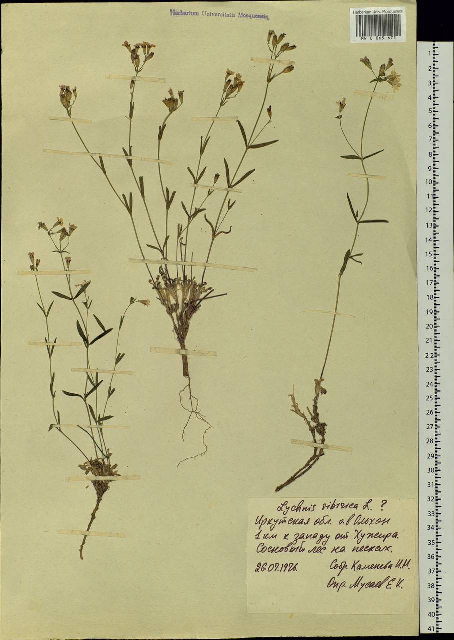 Silene orientalimongolica Kozhevn., Siberia, Baikal & Transbaikal region (S4) (Russia)