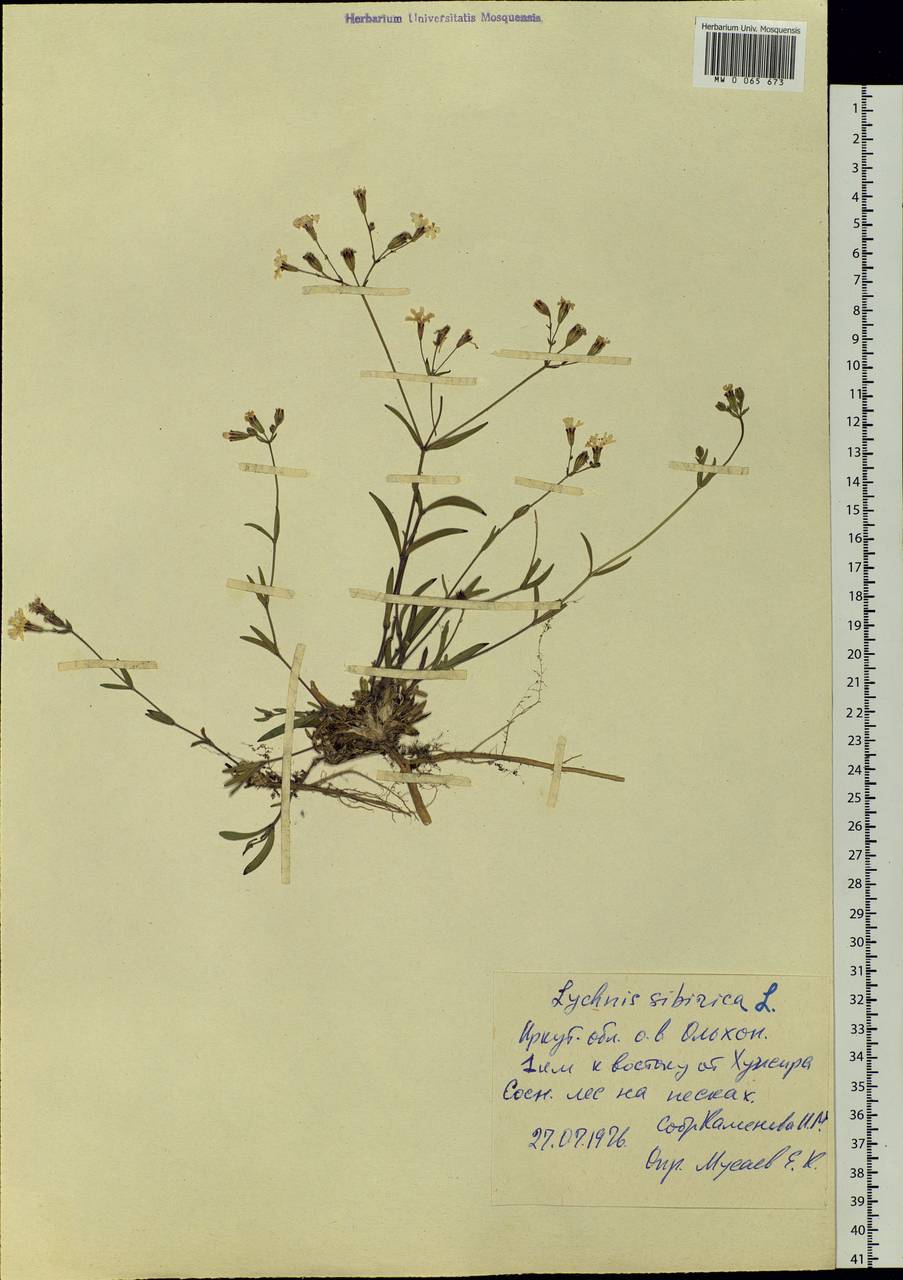 Silene orientalimongolica Kozhevn., Siberia, Baikal & Transbaikal region (S4) (Russia)