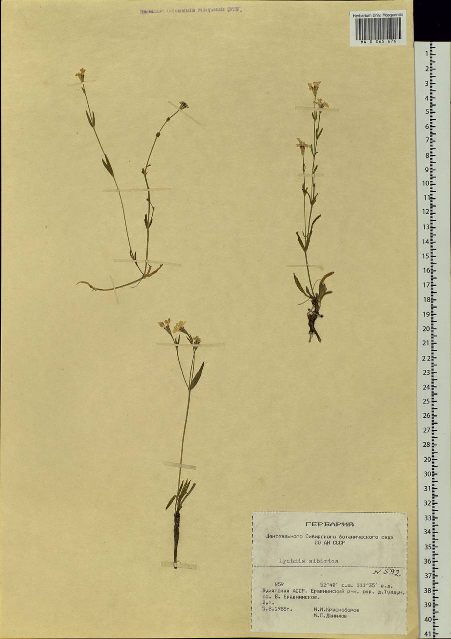 Silene orientalimongolica Kozhevn., Siberia, Baikal & Transbaikal region (S4) (Russia)