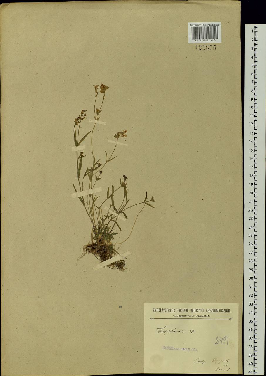 Silene orientalimongolica Kozhevn., Siberia, Baikal & Transbaikal region (S4) (Russia)