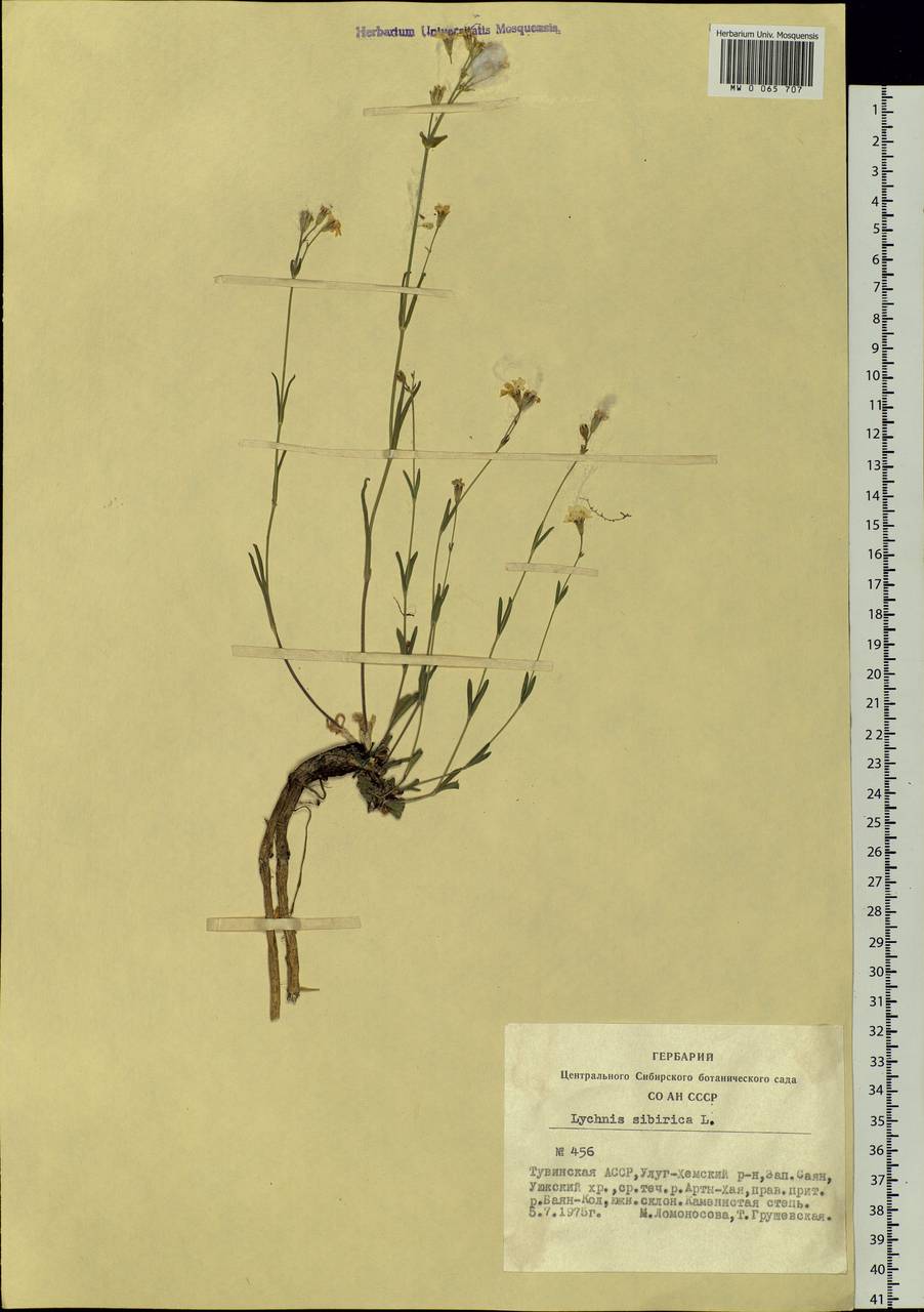 Silene orientalimongolica Kozhevn., Siberia, Altai & Sayany Mountains (S2) (Russia)
