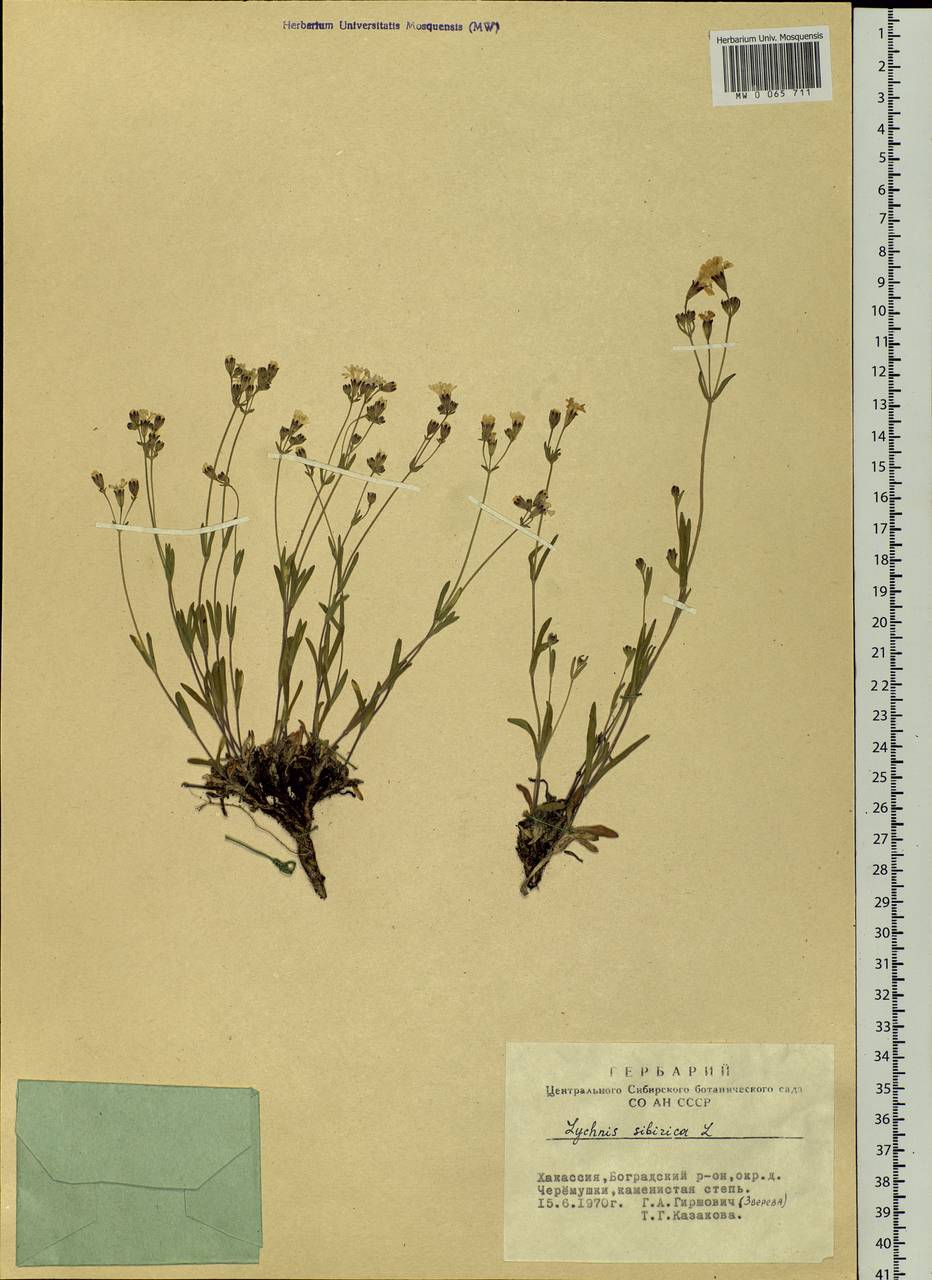 Silene orientalimongolica Kozhevn., Siberia, Altai & Sayany Mountains (S2) (Russia)