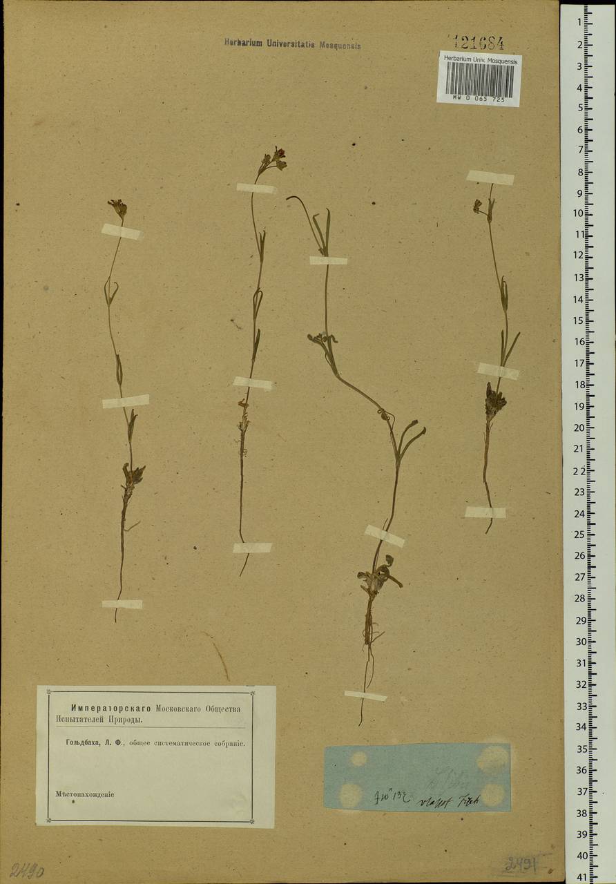 Silene orientalimongolica Kozhevn., Siberia (no precise locality) (S0) (Russia)