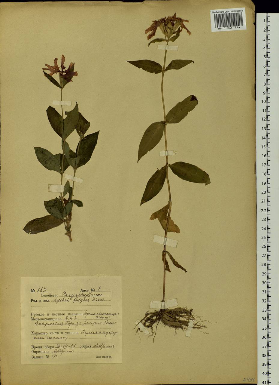 Silene banksia (Meerb.) Mabb., Siberia, Russian Far East (S6) (Russia)