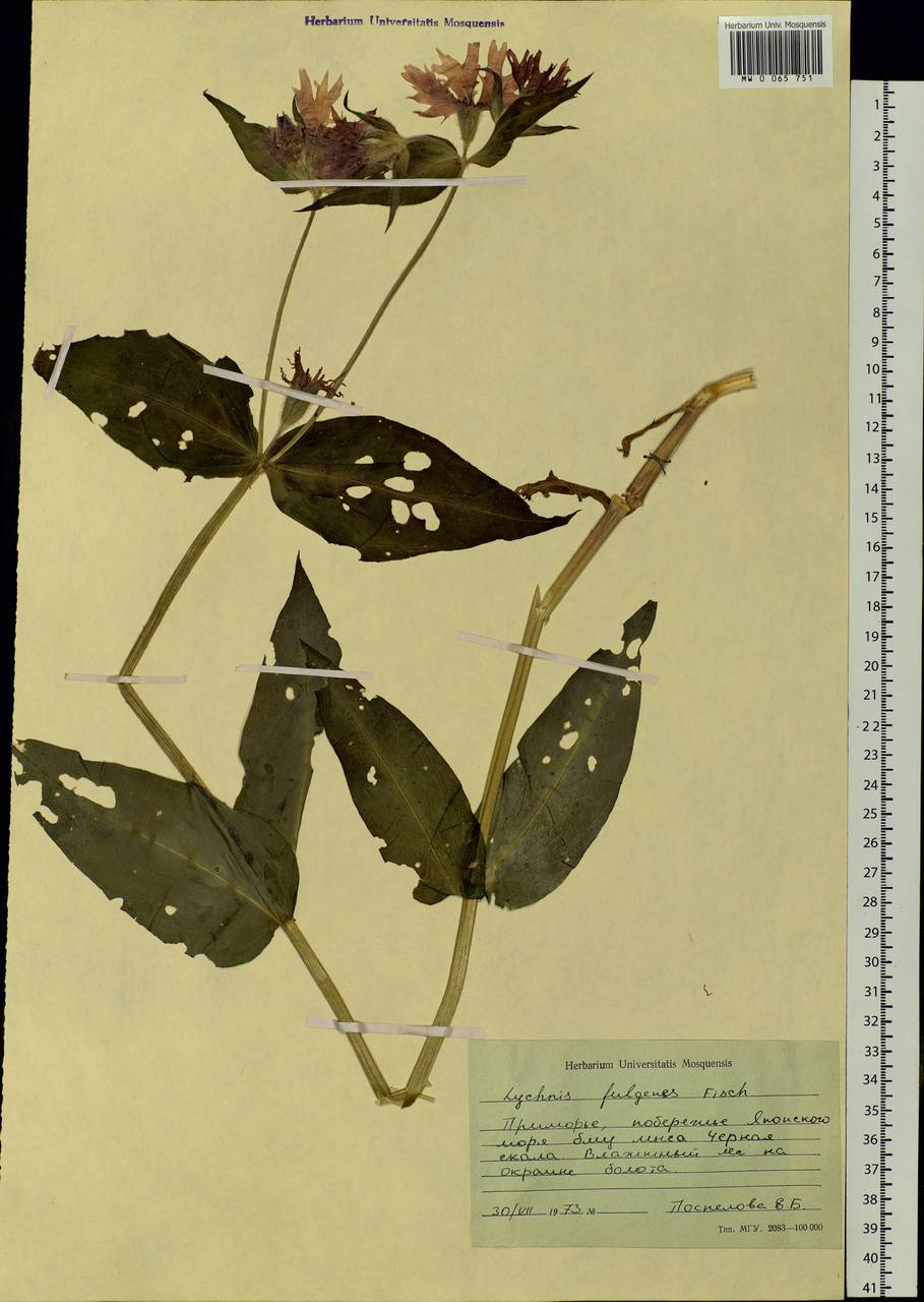 Silene banksia (Meerb.) Mabb., Siberia, Russian Far East (S6) (Russia)