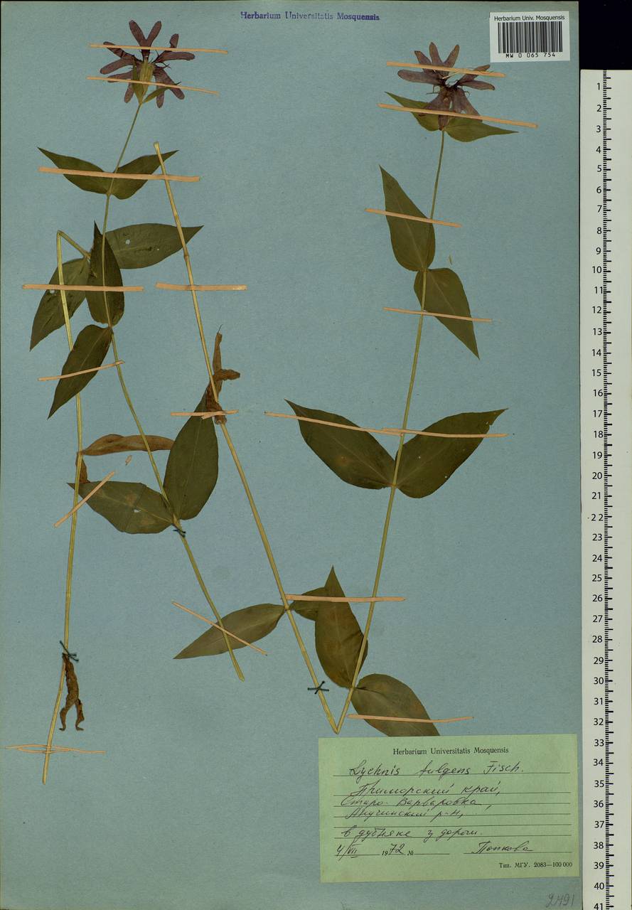 Silene banksia (Meerb.) Mabb., Siberia, Russian Far East (S6) (Russia)