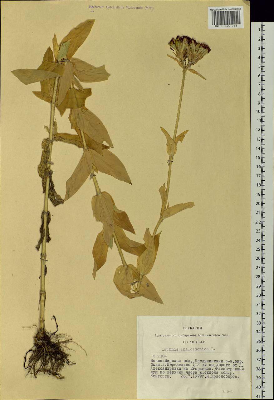 Silene chalcedonica (L.) E. H. L. Krause, Siberia, Western Siberia (S1) (Russia)