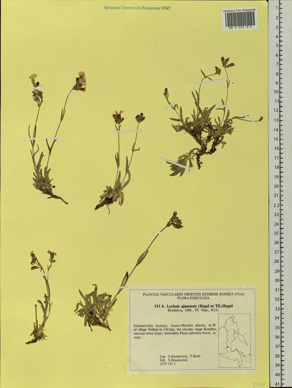 Silene ajanensis (Regel & Tiling) Vorosch., Siberia, Russian Far East (S6) (Russia)